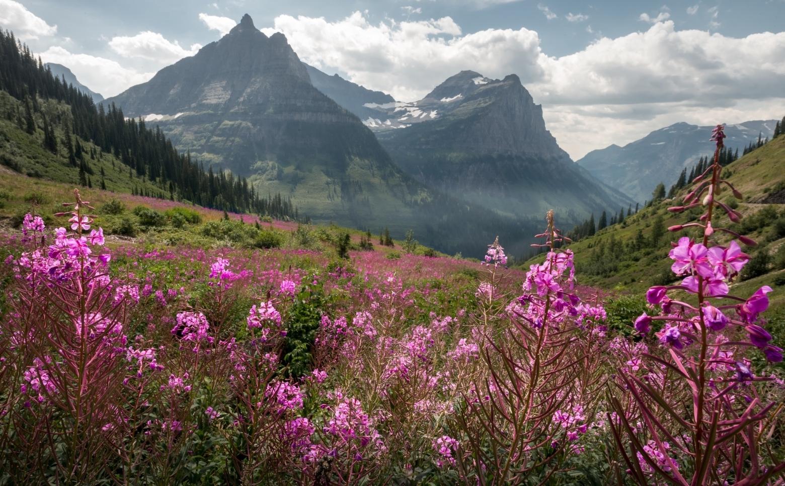 Fireweed in Glacier National Park.  Photo courtesy Bernd Thaller