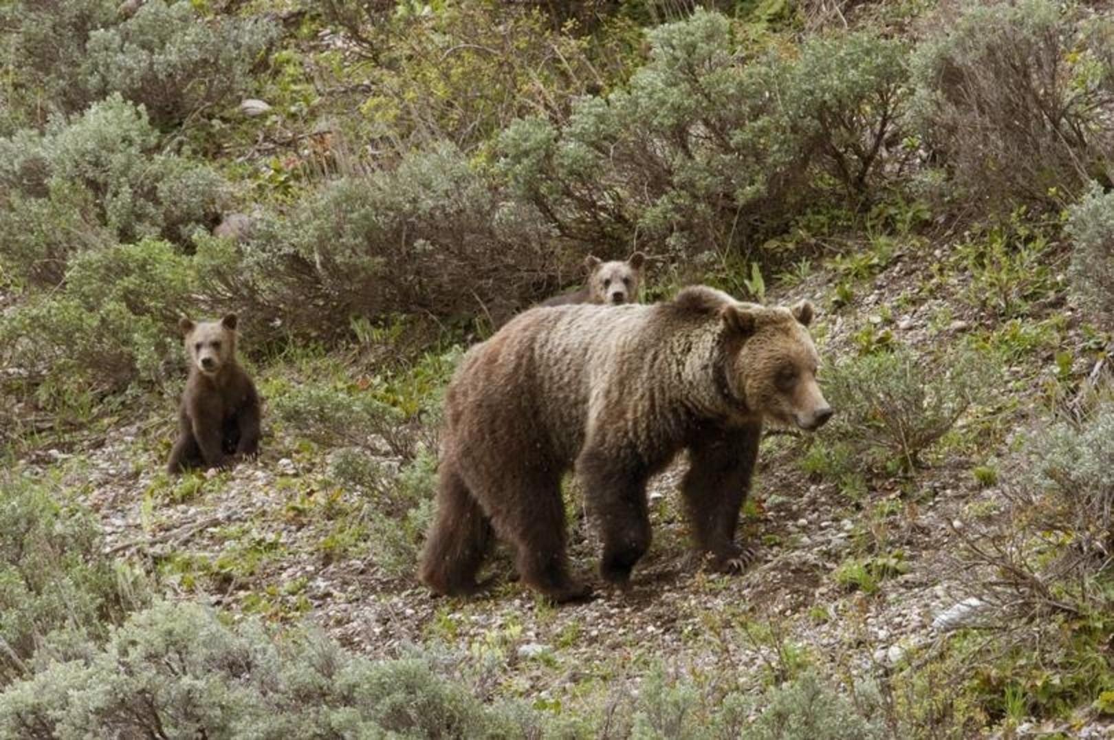 Grizzly mother with cubs. Photo courtesy Thomas Mangelsen