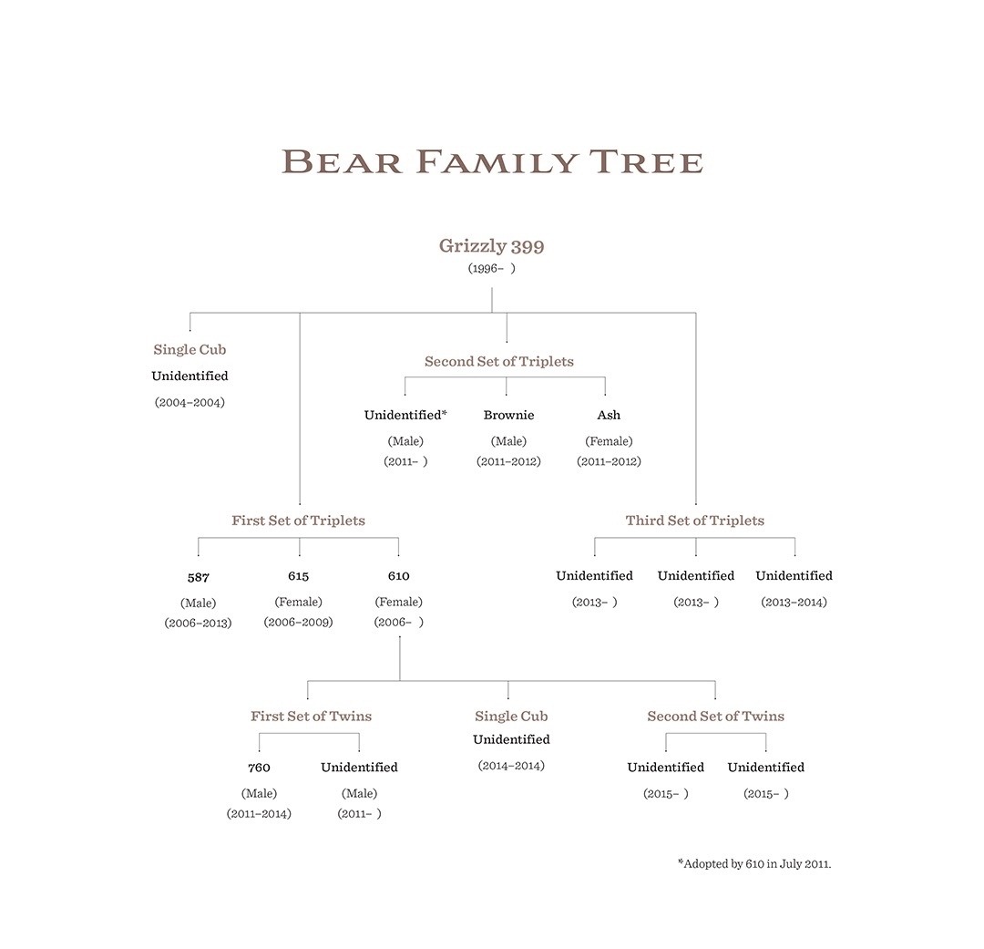 Two years ago, this was the remarkable family lineage of Jackson Hole grizzly 399. It shows how the survival of just a single female grizzly can have major importance in bolstering the overall population.  One of Mangelsen's criticisms is that the Wyoming hunt does not discriminate in the knowledge of potential bear hunters and who may accidentally shoot females, claiming they didn't know better. Graphic lifted from the book Grizzlies of Pilgrim Creek.