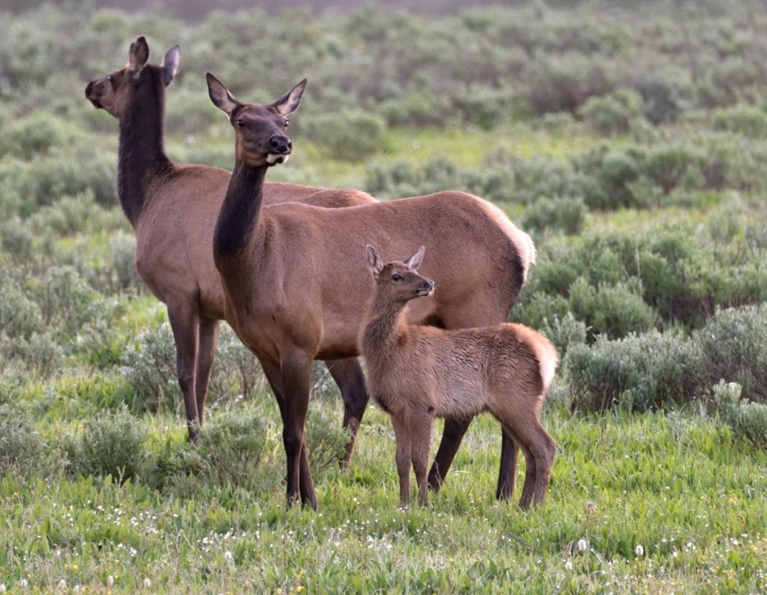Female elk keep a watchful eye over their precious offspring. Cow-calf groups in Yellowstone are part of a great mixing pot of different elk herds that converge in Yellowstone from across the ecosystem during summer.
