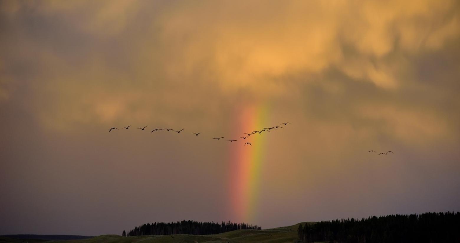 In formation, Canada geese set up toward a rainbow in Hayden Valley.