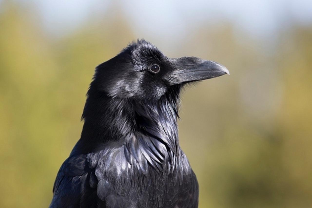 Raven. Photo courtesy NPS
