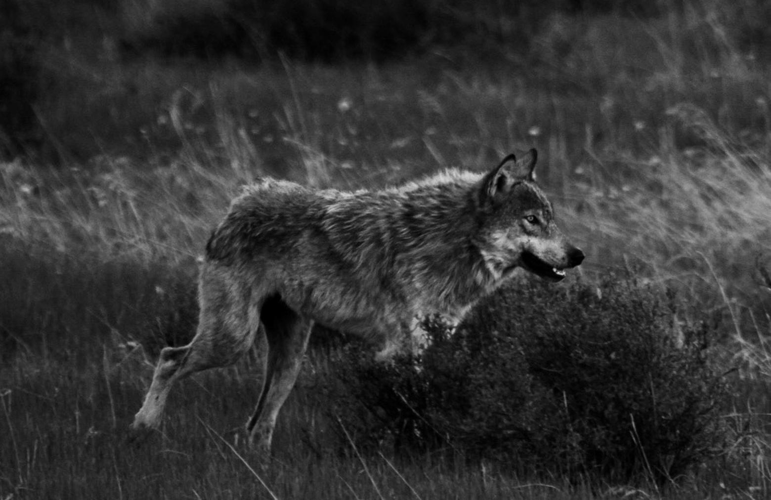 Wolf. Photo courtesy NPS/Jim Peaco
