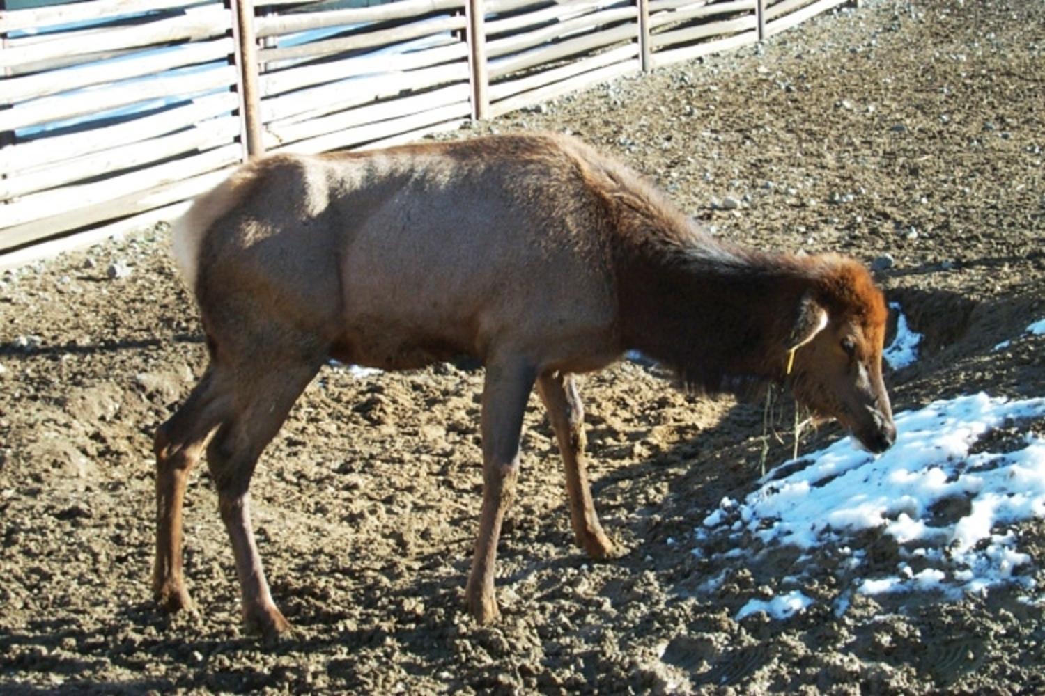 A sick and doomed elk infected with CWD, part of a study conducted by disease researchers in Wyoming. Photo courtesy Wyoming Game and Fish Department