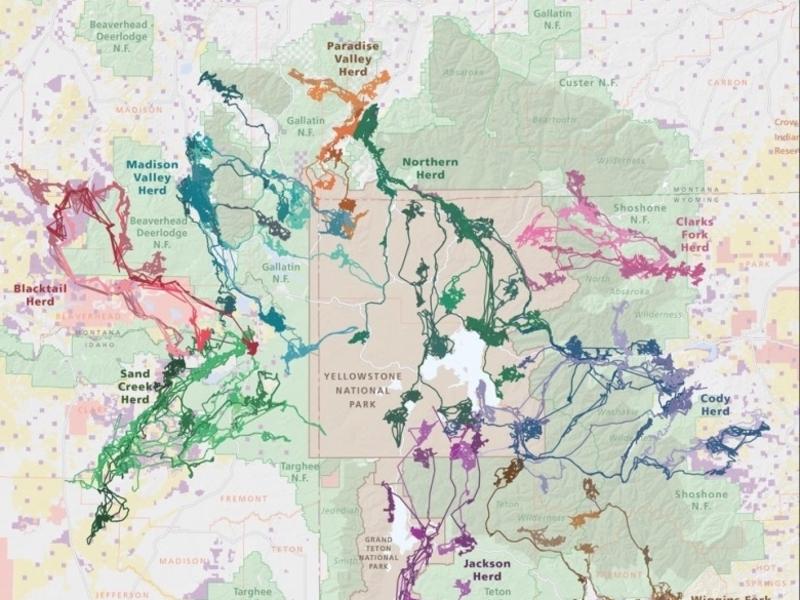 Map of elk migration in GYE