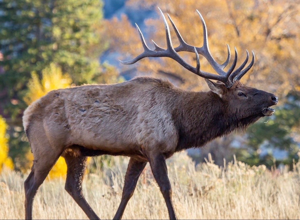 Bugling bull elk in Yellowstone. Photo courtesy Neal Herbert/NPS