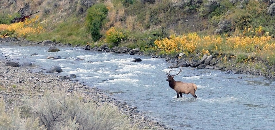 Elk in a tributary to the Yellowstone River. Photo by Diane Renkin/NPS