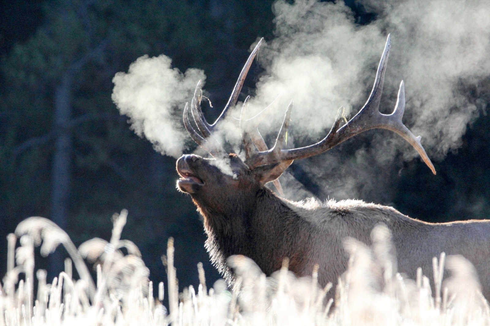 Elk on a frosty morning. Photo courtesy Eric Johnston/NPS