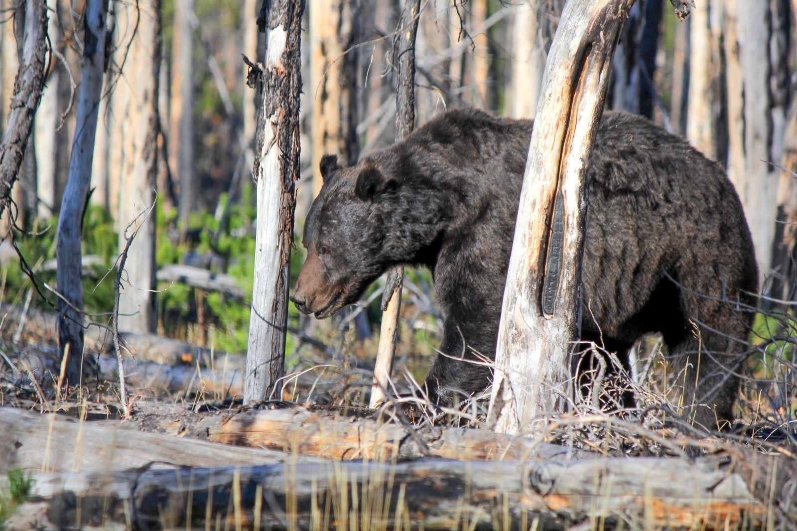 A grizzly in Yellowstone on the Howard Eaton Trail. Photo courtesy Eric Johnson/NPS