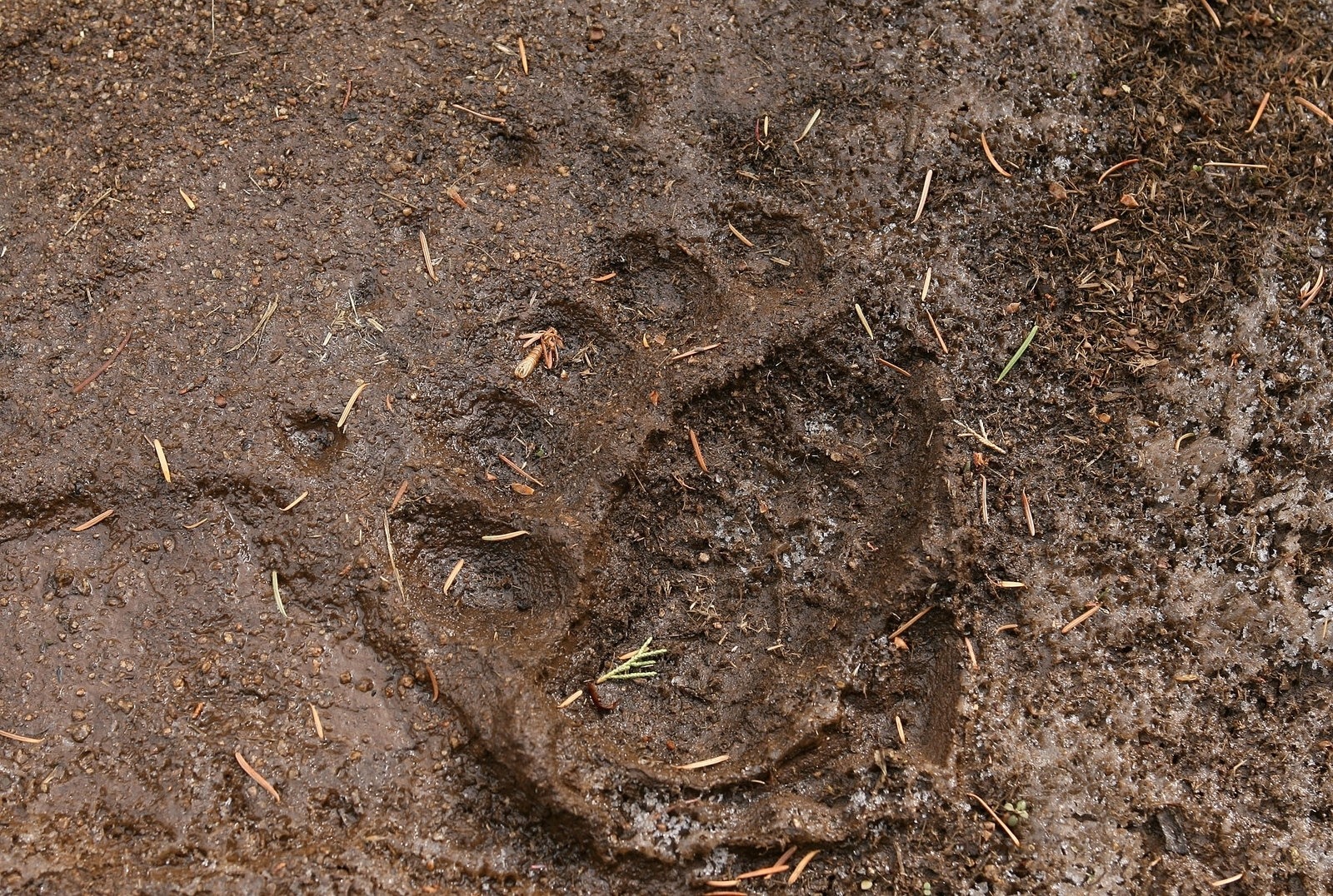 A grizzly track along the Yellowstone River Trail. Photo courtesy Jim Peaco/NPS