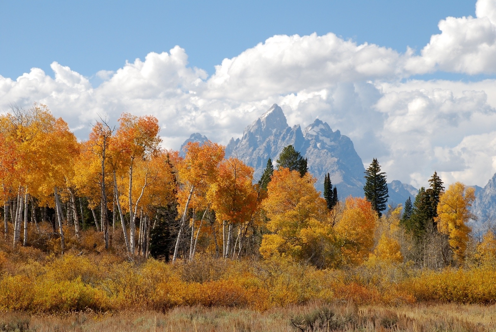 A priceless view belonging to the American public in Jackson Hole. Photo by Susan Marsh