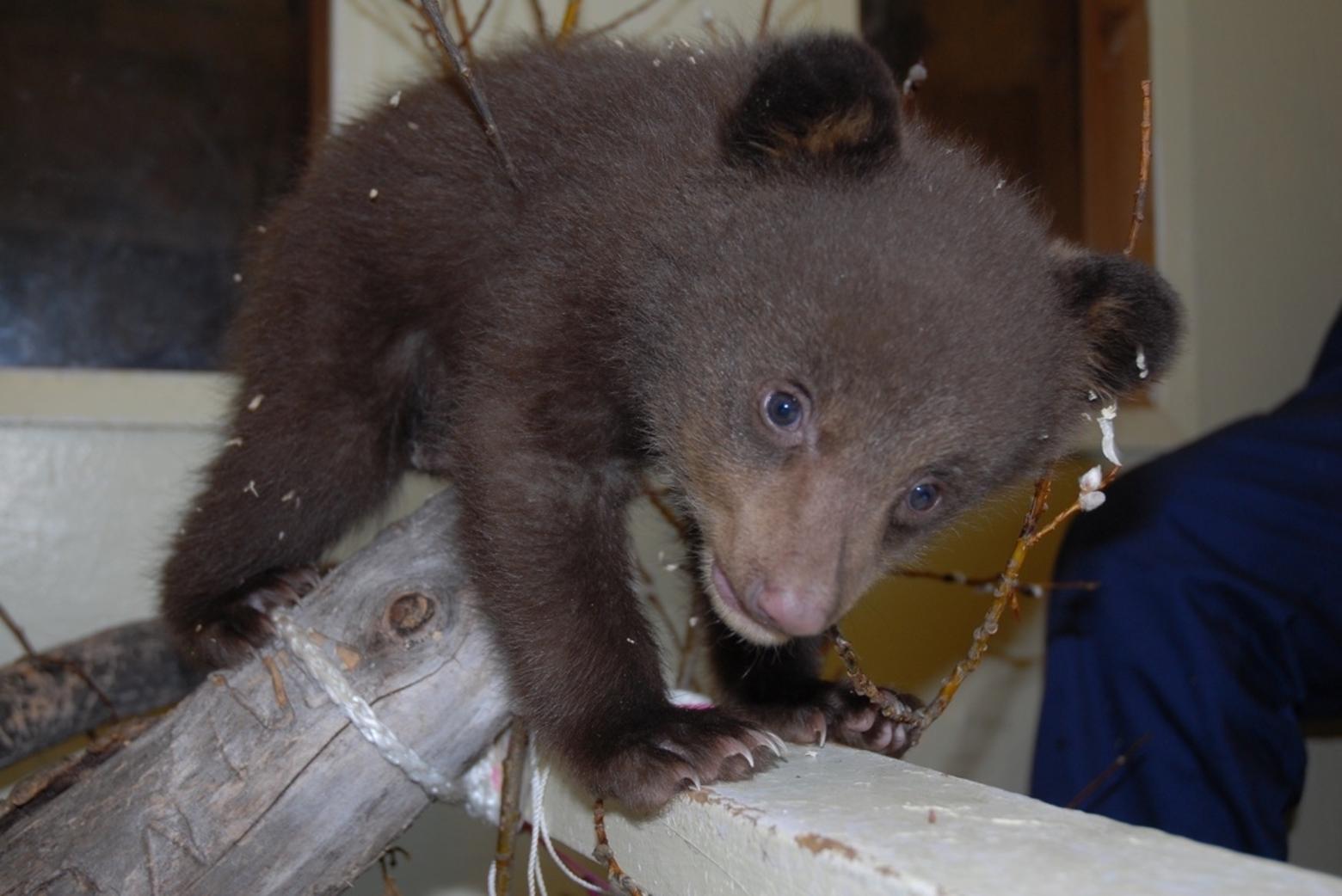 A newly-arrived orphaned black bear cub at the Cochrane Ecological Institute that will be rehabilitated for release back into the wild. Photo courtesy Cochrane Ecological Institute.