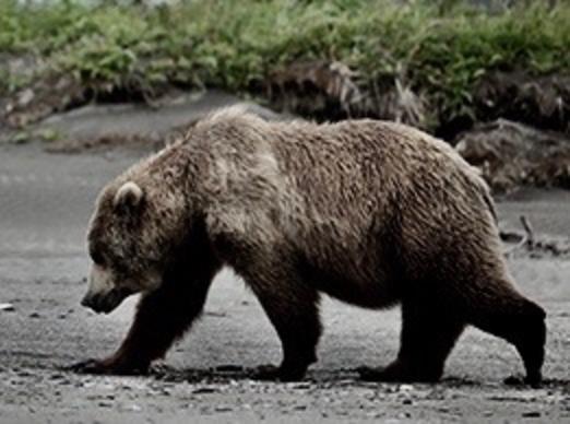 A grizzly.  Photo courtesy NPS