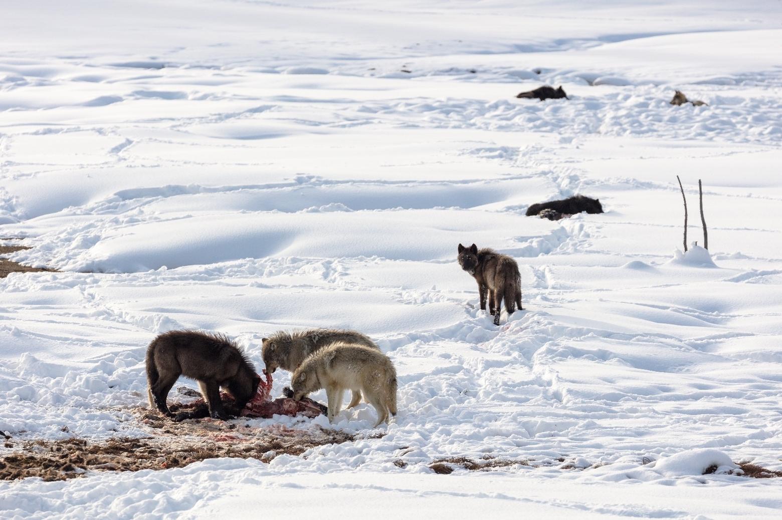Members of Yellowstone's Wapiti Lake wolf pack on a bison carcass. Wolves also inhabit Tom Miner Basin and the Anderson family is learning new ways every day how to co-exist.  Photo courtesy Jacob W. Frank/NPS