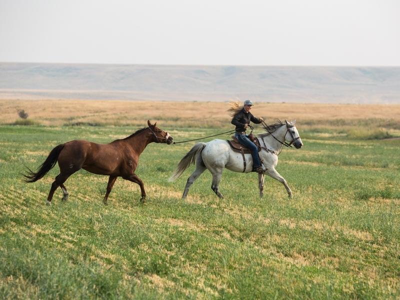 A Johnson woman gathers a horse