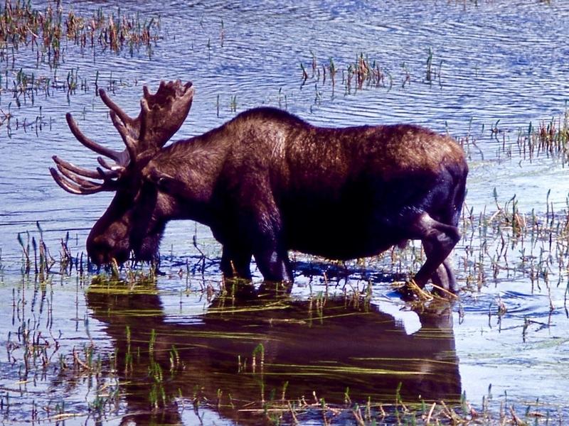 A rare moose in Hayden Valley