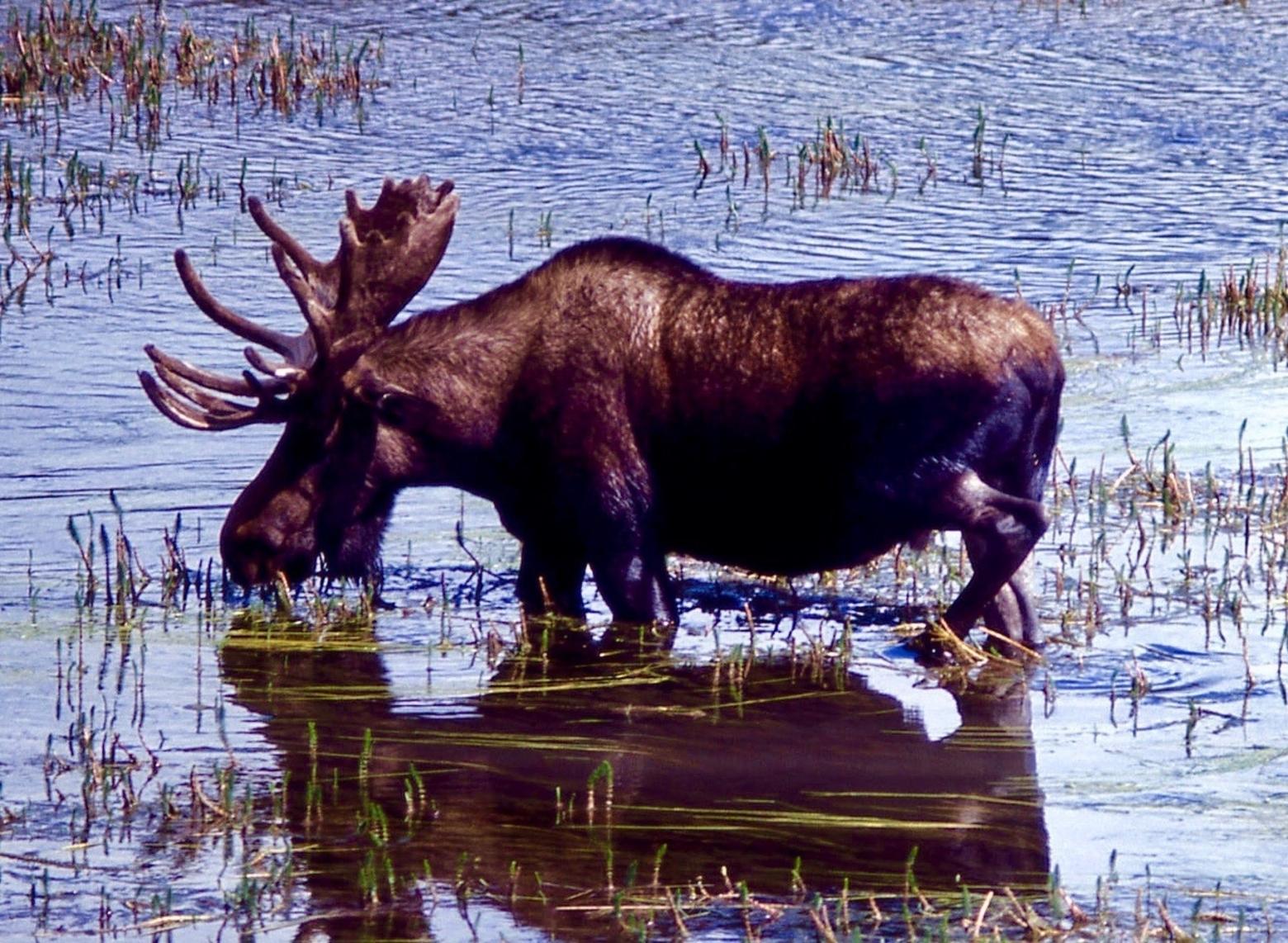A bull moose wading through waters in Hayden Valley, Yellowstone National Park.  Climate change is affecting moose in many corners of the Lower 48, scientists say.  Photo courtesy Wikimedia Commons