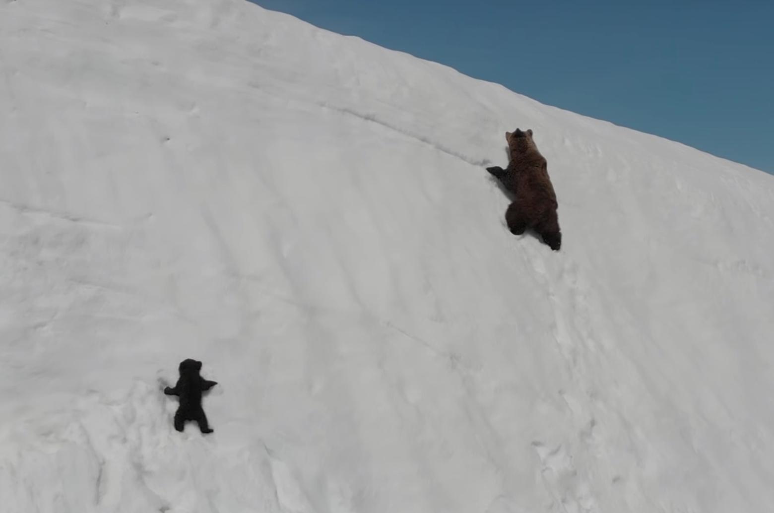 Screen shot of the bear video shot with a drone that went viral