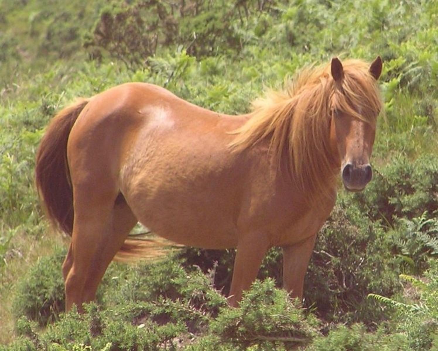 The sorrel horse is known as the chestnut to some. Photo courtesy Wikipedia