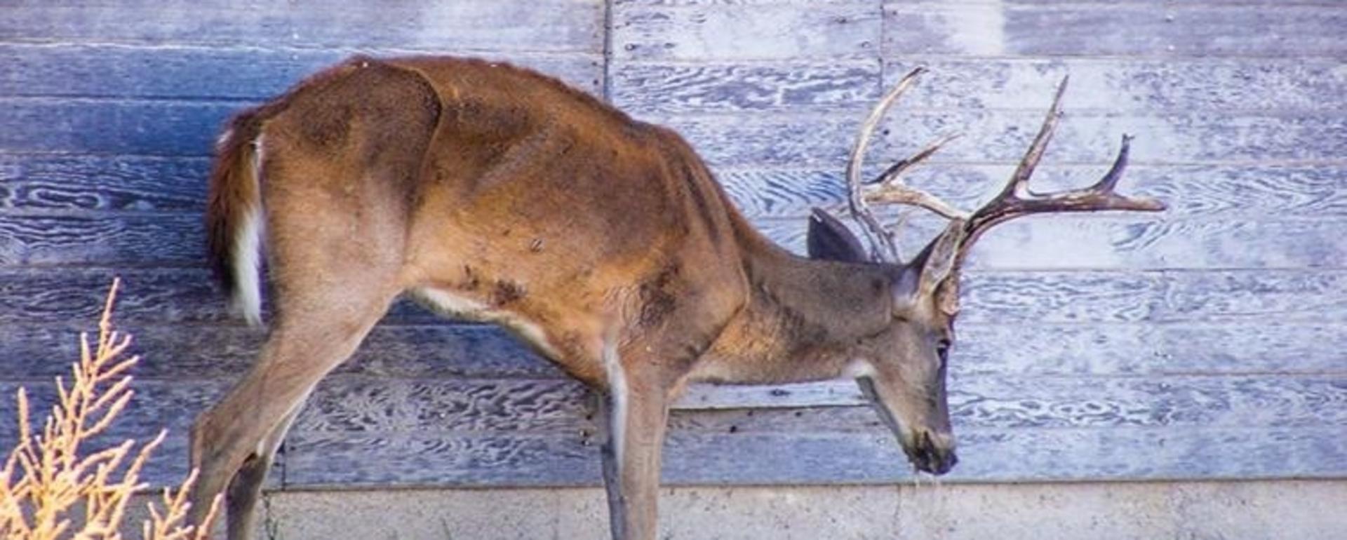 A deer doomed with CWD