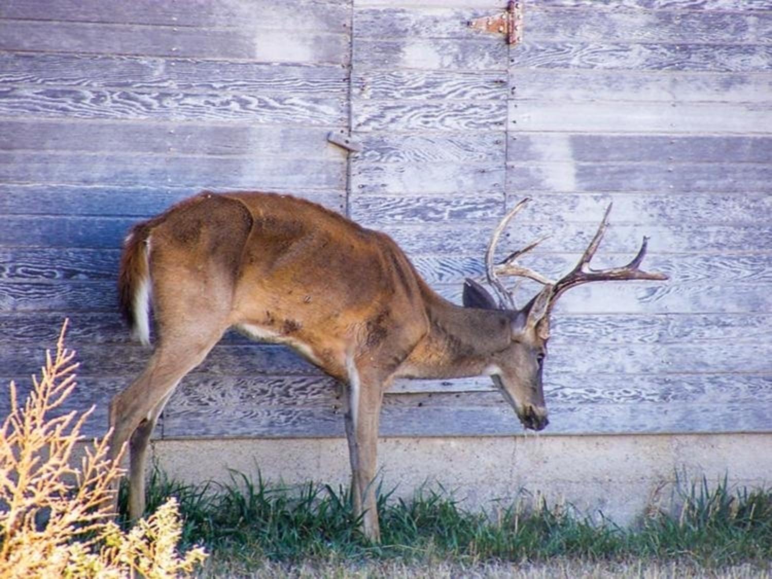 A mule deer buck, similar to this whitetail infected with Chronic Wasting Disease, was confirmed to be afflicted with the deadly malady in Grand Teton National Park after it died in a car accident and was tested.  Photo courtesy Kansas Department of Wildlife, Parks and Tourism/Mike Hopper