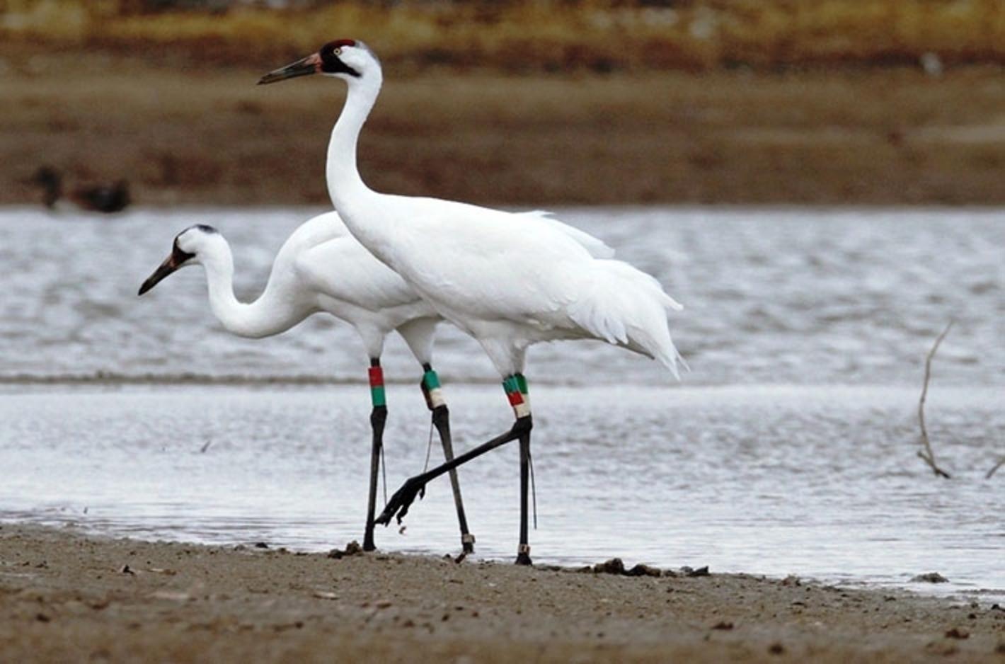 A pair of whooping cranes. Photo courtesy U.S. Fish and Wildlife Service