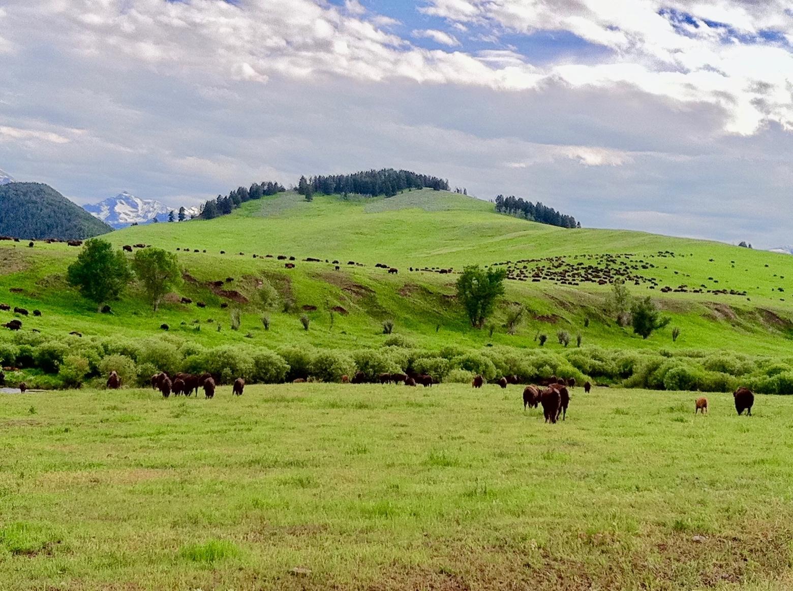 Some of the 5,000 bison scattered across Ted Turner's Flying D Ranch southwest of Bozeman, Montana.  When Turner first swapped out domestic cows for bison at the former cattle ranch, he hoped the native animals would be able to free range but state laws required that they be fenced in.  And thus, inside the boundaries of the land he controls, Turner and his managers make every attempt to nurture wild natural conditions yet must live according to rules imposed by the outside world.  Photo by Todd Wilkinson