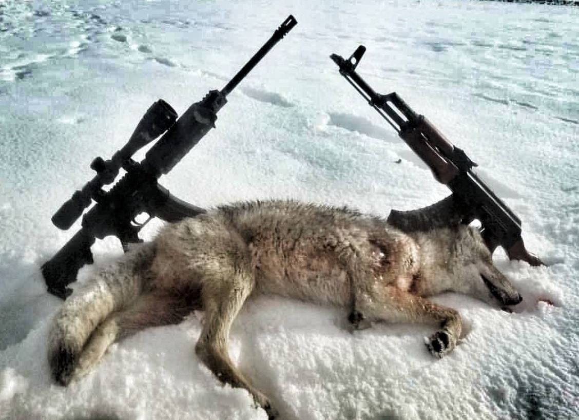 Coyote taken in a winter predator hunt in Wyoming.  Photo credit:  #chasin_fur Instagram