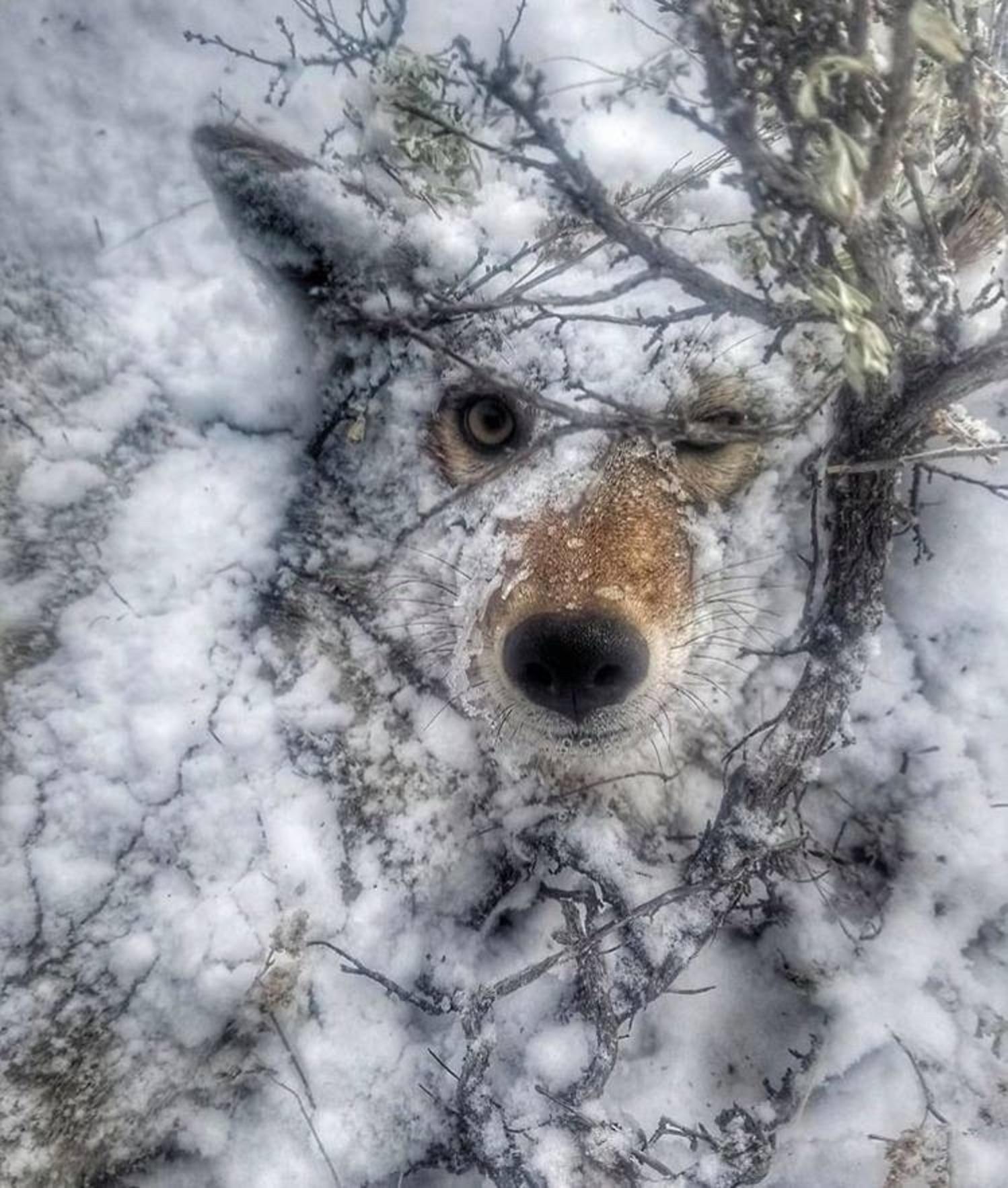Last view of a doomed coyote:  This photograph of a crushed coyote, run over and killed by a Wyoming snowmobiler, was circulated on social media to tout the spoils of a successful hunt.  Photo: #chasin_fur on Instagram