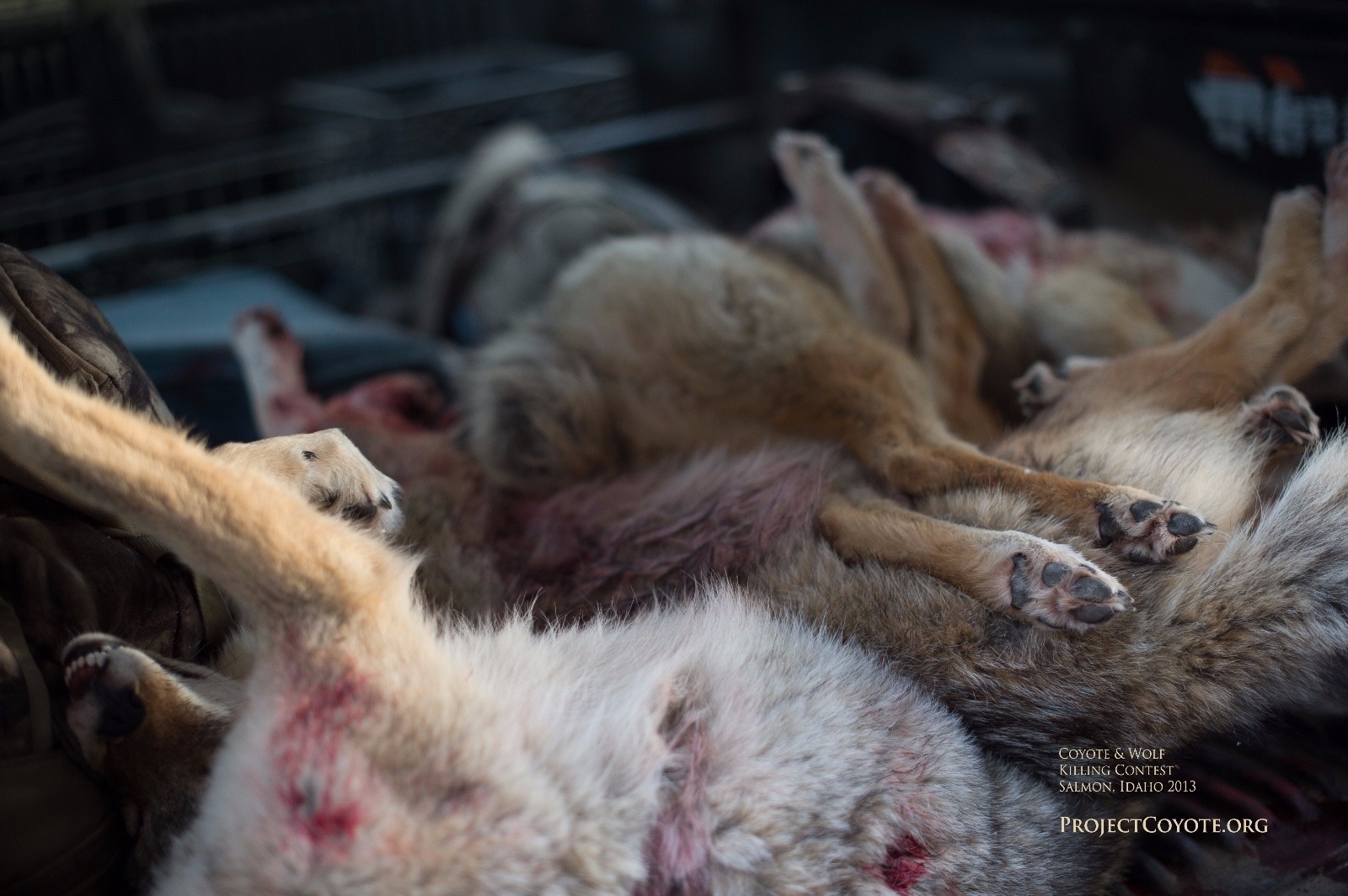 A pile of coyotes in the bed of a pick-up truck at a coyote-killing contest in Idaho a few years ago. Photo courtesy Project Coyote
