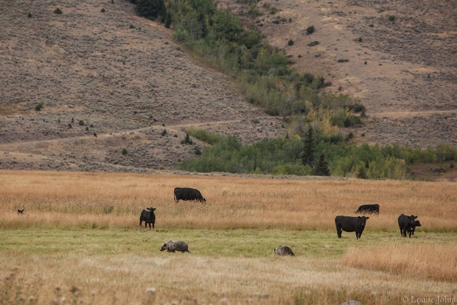 Top photo: a herd of elk grazes in high meadowlands on the Anderson Ranch. Photo above: grizzlies and cattle peaceably share a pasture in Tom Miner Basin. The bears are not interested in eating beef; they're foraging for timothy grass and usually leave the cattle alone. If conflicts arise efforts are made to non-lethally separate predators and potential prey. Photos by Louise Johns