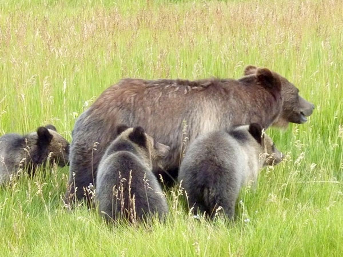 A grizzly mother with cubs. Photo courtesy US Fish and Wildlife Service/Ture Schultz