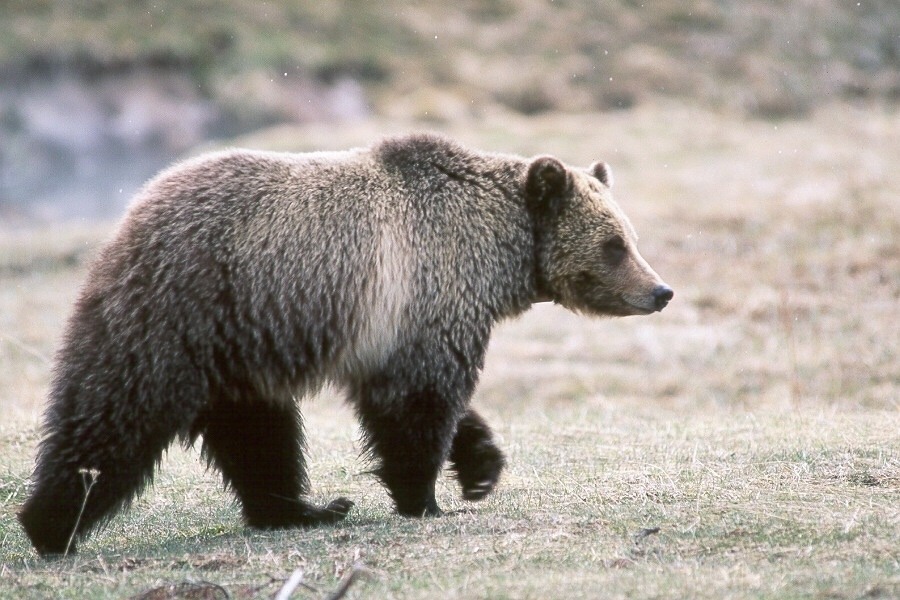 A grizzly bear in Glacier National Park. Some scientists argue that true recovery for bears will be achieved when bruins from the Northern Continental Divide population meet up with bears from Greater Yellowstone. Photo courtesy NPS