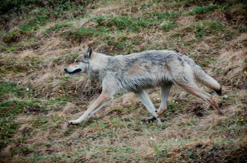 Lone wolf on the move. Photograph courtesy Kent Miller/NPS