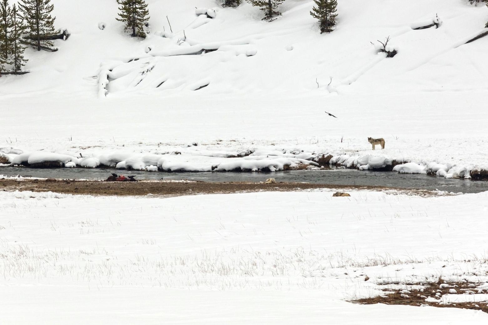 Wolf watching in Yellowstone National Park alone is estimated to bring in $35 million a year.  Look closely and you will see members of the Mollie Pack, named after the late director of the US Fish and Wildlife Service, who helped bring wolves back to America's first national park.  Photo courtesy Jacob W. Frank/NPS