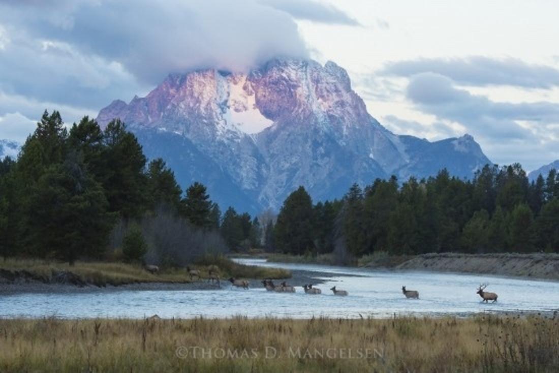 &quot;First Light—Elk&quot; by Thomas D. Mangelsen captures the moment a herd of elk crosses the Snake River in Jackson Hole with Mount Moran, a Teton peak, rising in the background.  It is one of Mangelsen's more famous pictures. Many of these, part of Mangelsen's &quot;Legacy Series,&quot; are appearing in a nationally-touring exhibition called &quot;A Life in the Wild&quot; that is now on display at the National Museum of Wildlife Art in Jackson Hole through early May.  For more information, go to 