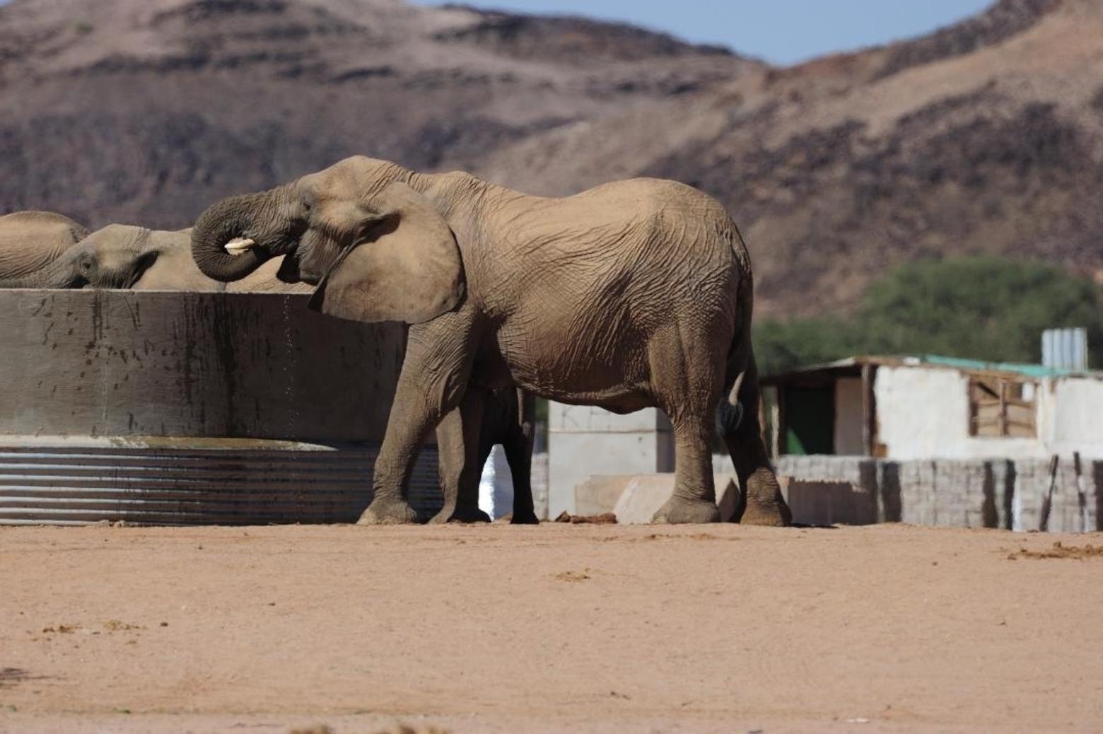 Elephants are beloved and iconic, but in Africa the massive pachyderms can destroy crops vital to feeding rural villages. Through integrated community conservation programs, indigenous people are devising better ways to pre-empt conflict and see wildlife as being trans-generation assets.  Photo courtesy Owen-Smith and Jacobsohn 