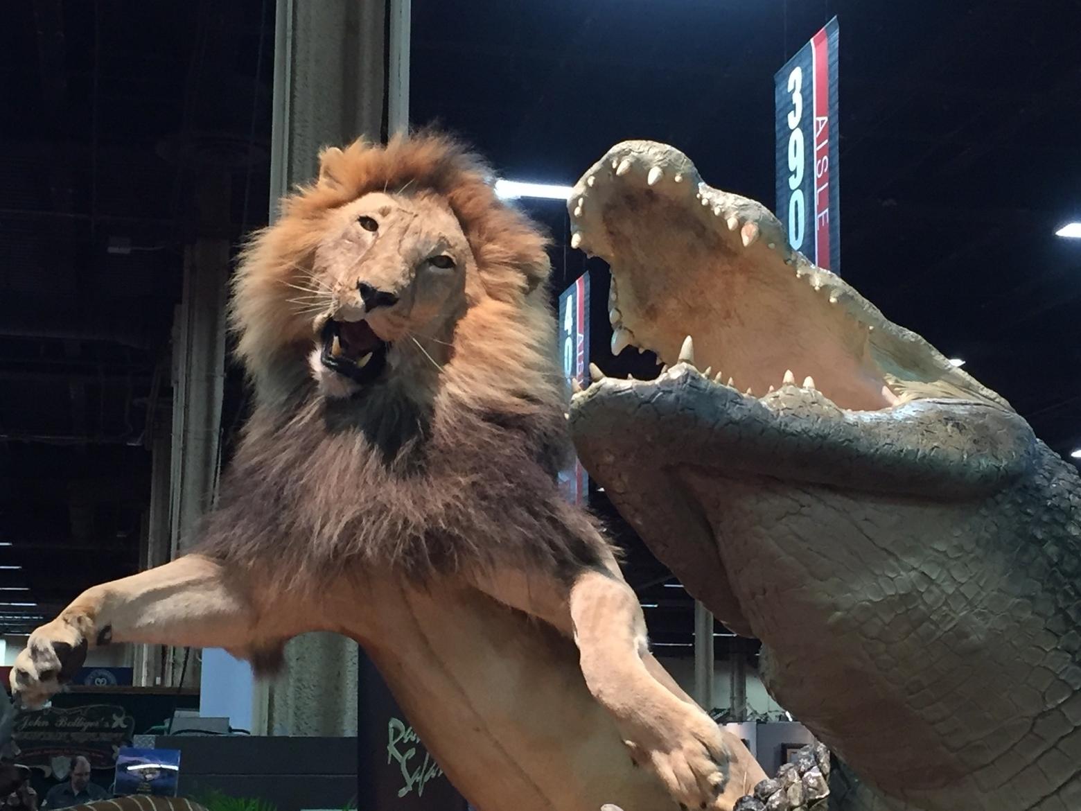 A stuffed mountain lion and Nile crocodile, the work of a skilled taxidermist, were on display at a recent convention of Safari Club International.  Trophy hunting is a contentious topic globally and there is a heated debate over whether wildlife needs to be commercially killed to advance its conservation. 