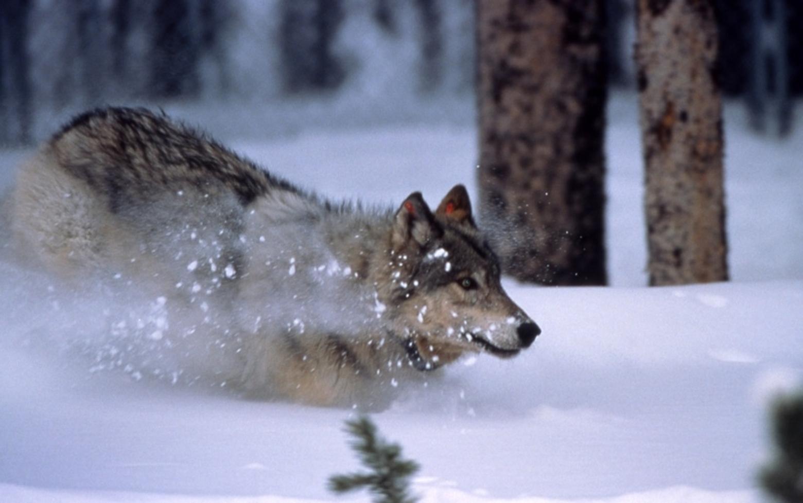 A gray wolf, among the first transplants in Yellowstone, roams a holding compound prior to release in the mid 1990s. Wolves roaming Grand Teton National Park are descending from the first transplants. Photo by Barry O'Neill