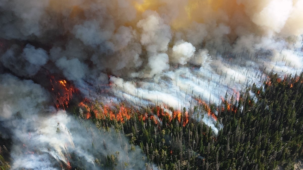 A crown fire races across Yellowstone in 2013. Researchers say that not only will drying forests make bigger wildfires more common but later in this century much of the forested habitat that covers the Greater Yellowstone Ecosystems could be converted to grass and brush lands, markedly different from today. Photo courtesy National Park Service.