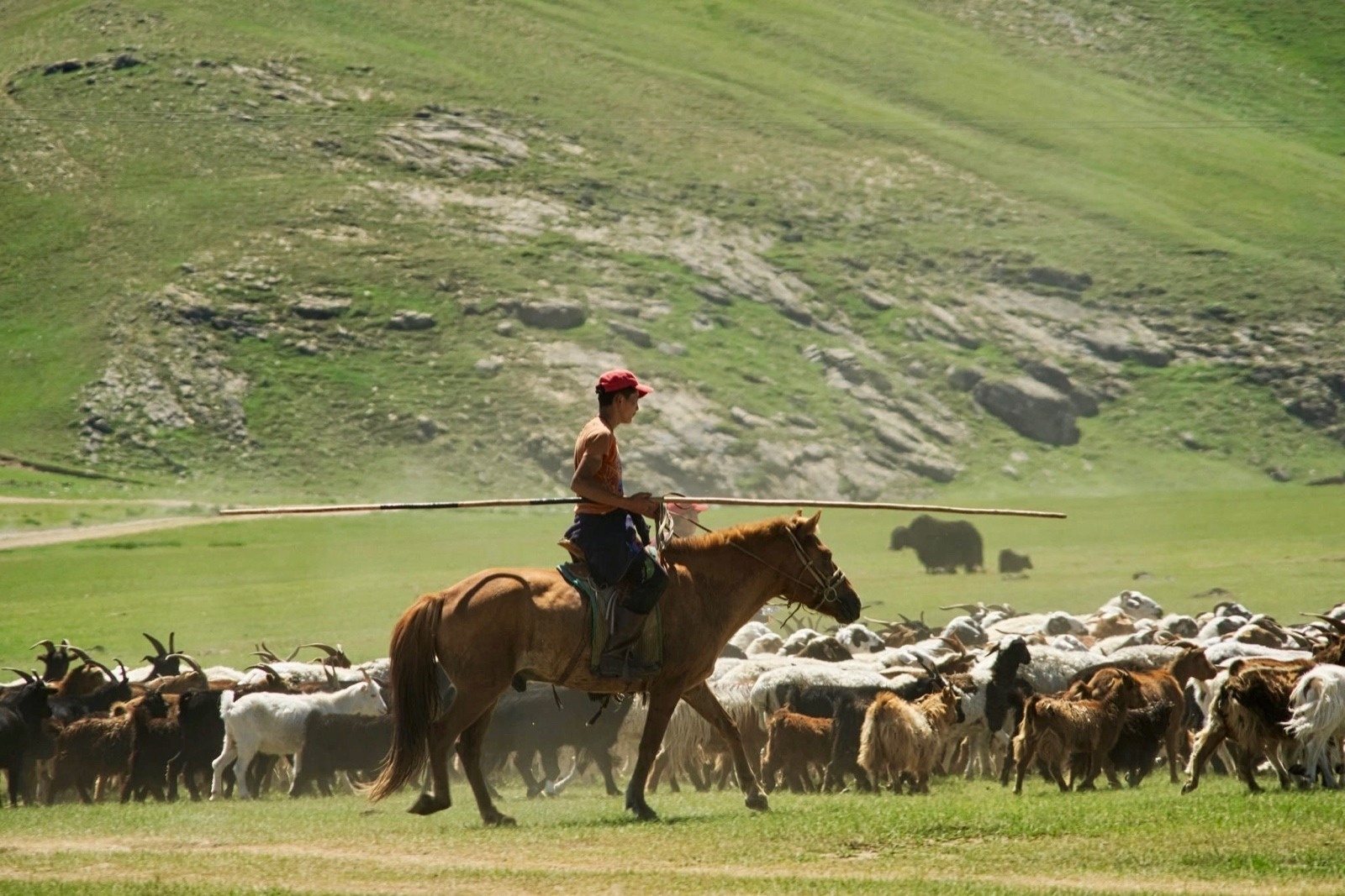The steppe of Mongolia has been likened to high, open and treeless country of Montana and Wyoming. Herders there confront the same wildlife predator issues that their counterparts in the American do. And wolves are killed to protect livestock and in hunts. Still, cultural attitudes are different, Watters say, and people are shocked to learn that in America wolves were targeted for annihilation. Photo courtesy 