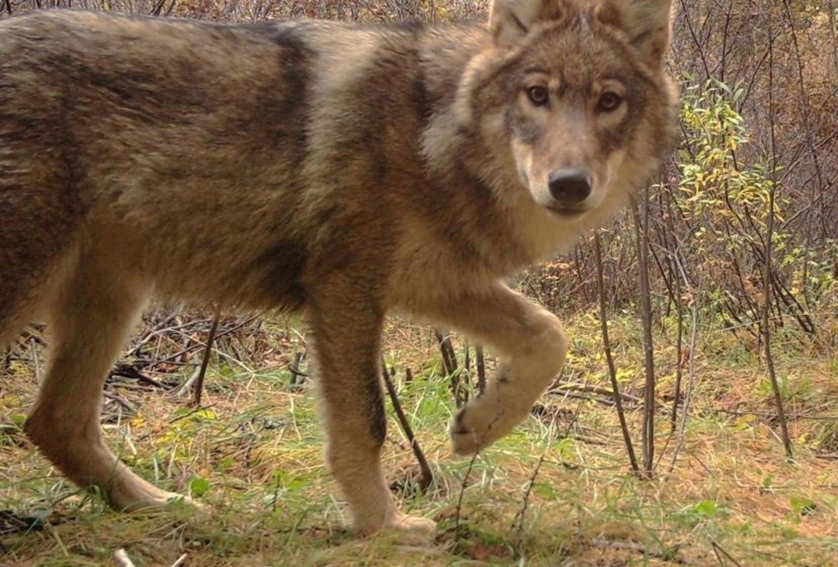 A wild and elusive Mongolian wolf, subspecies of the gray wolf, caught by a research camera.  Photo courtesy Ulaan Taiga Strictly Protected Areas Administration.