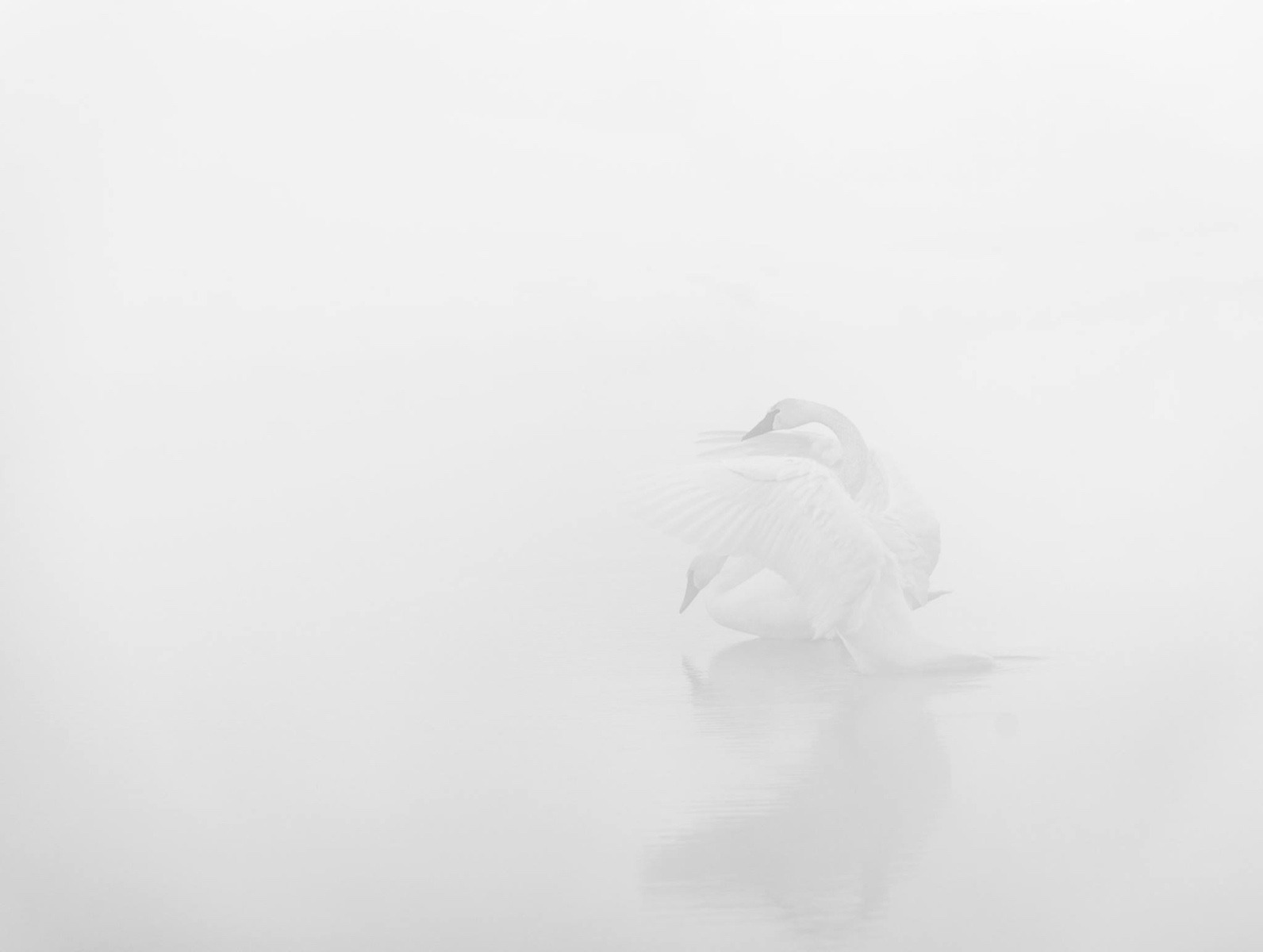 &quot;I Will Love You, Forever,&quot; a photograph of two trumpeter swans by David Brookover. The Greater Yellowstone Ecosystem played a key conservation role in the rescue of these elegant birds from oblivion. An image that epitomizes the Zen notion of less being more and less detailed color fields (in photography, as in painting) setting moods, it reminds us how Brookover shines as a fine artist illuminating the natural world. He also is known for his dramatic ski photography. He makes his home in Victor, Idaho and has a gallery in Jackson, Wyoming. For more information on his work go to www.brookovergallery.com