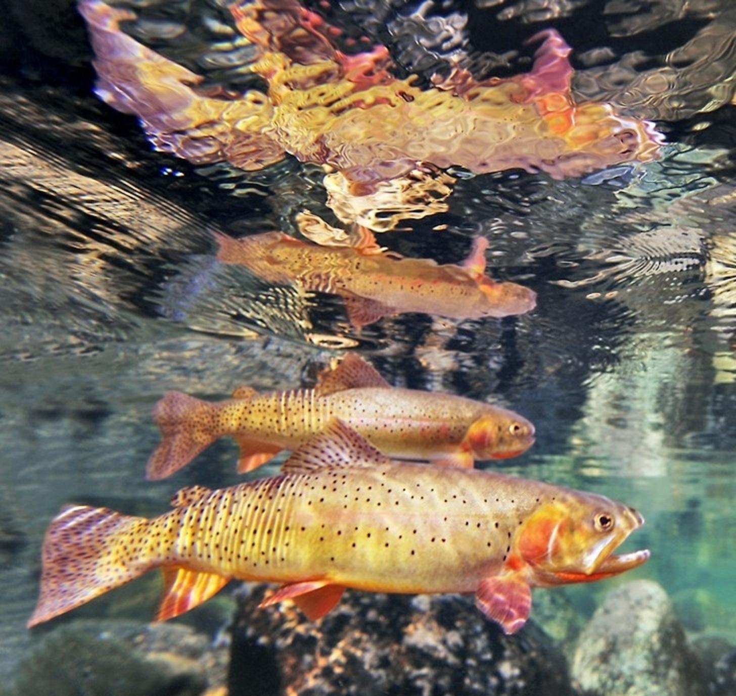 Yellowstone cutthroat trout, famous around the world, and swimming here in the national park they are named after. Photo courtesy Pat Clayton
