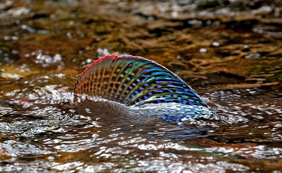 Like a shark rising, the colorful dorsal fin of an Arctic grayling pierces the surface of a waterway in the Montana high country. Above, wild cutthroat trout.  Photos courtesy Pat Clayton