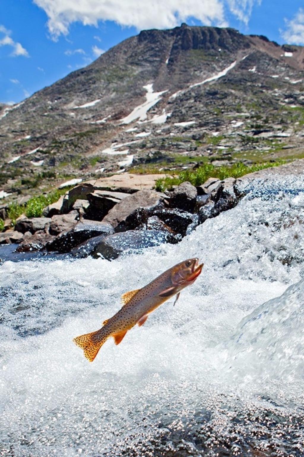 A spawning cutthroat trout attempts to move upstream against the rapids. Somewhere on the Beartooth Plateau, Greater Yellowstone Ecosystem, Montana. Photo courtesy Pat Clayton