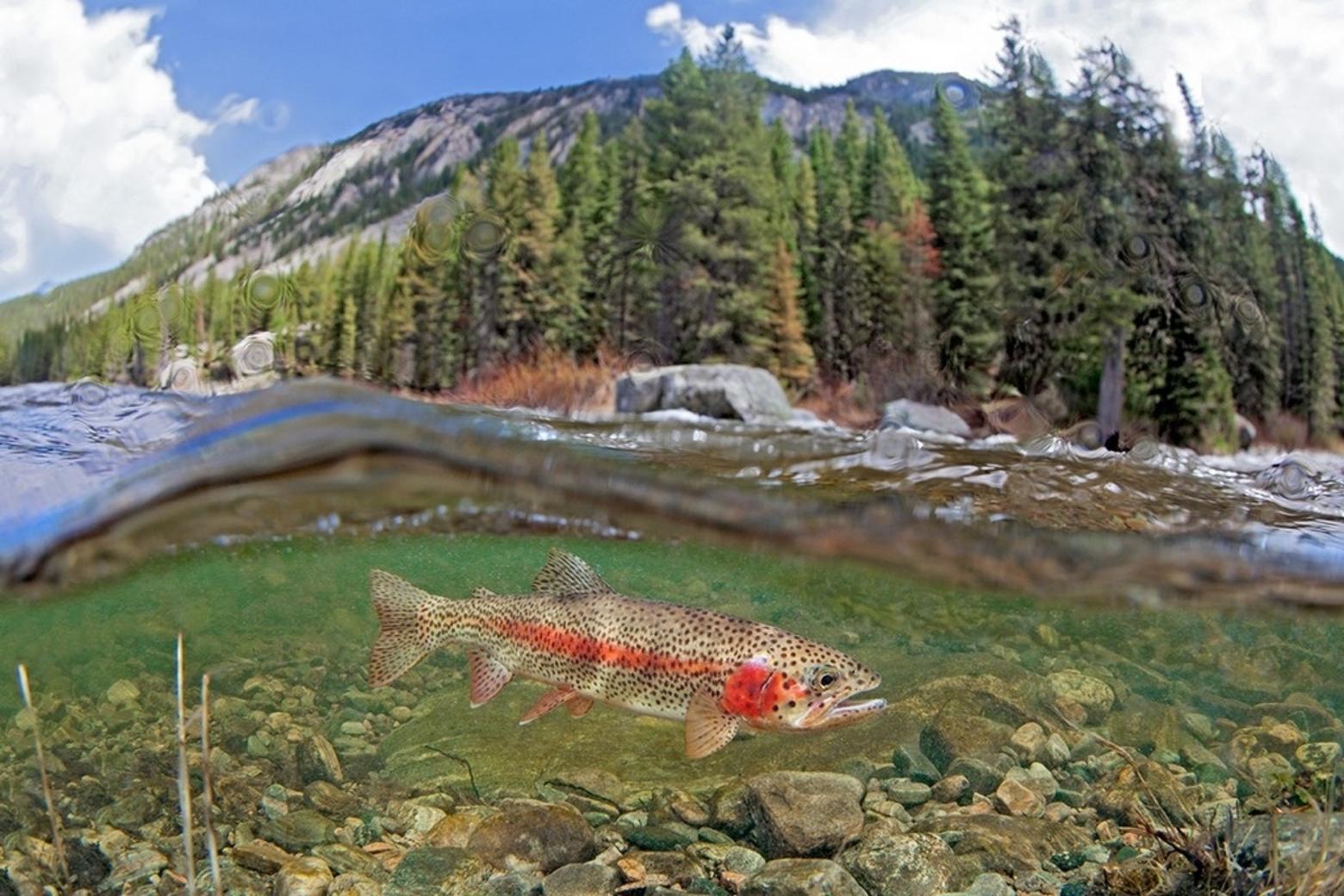 A rainbow trout navigates the current of the famous Gallatin River. Conservationists have expressed concerns about talk of releasing treated sewage from the Big Sky community into the blue-ribbon trout stream. Photo courtesy Pat Clayton