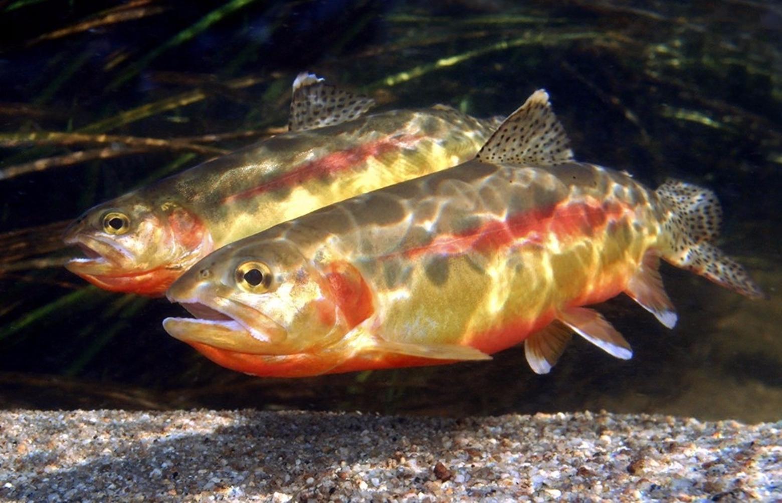 Golden trout, high in the Wind River Mountains, Wyoming where glaciers are rapidly disappearing from climate change. Photo courtesy Pat Clayton