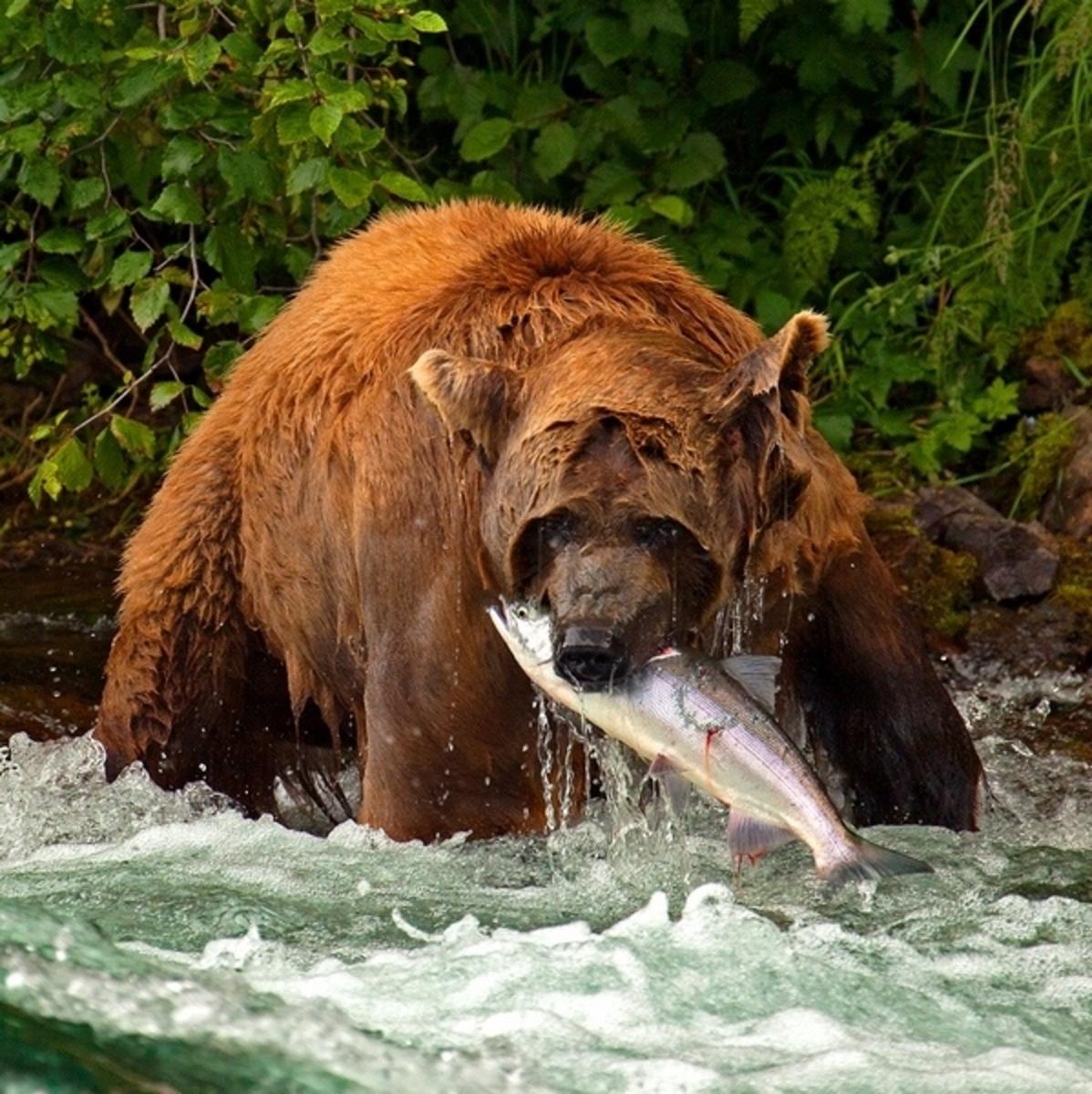 An Alaskan brown bear feasts on a salmon, just as grizzlies in the Pacific Northwest used do before bruins were extirpated from the region.  Photo courtesy Pat Clayton