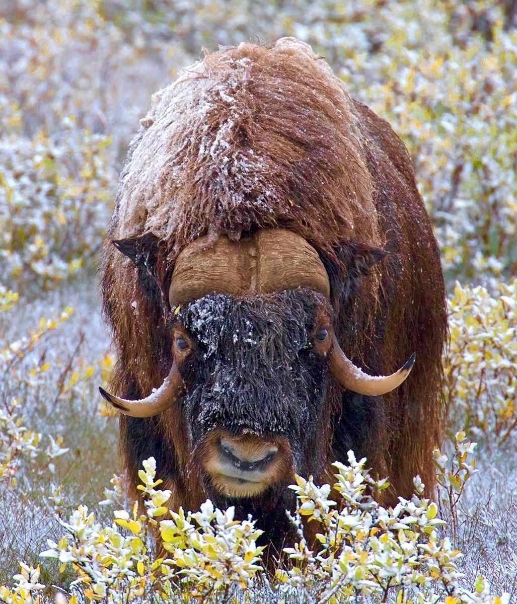 As he trekked across the tundra, Clayton met another inhabitant, a musk ox. Photo courtesy Pat Clayton